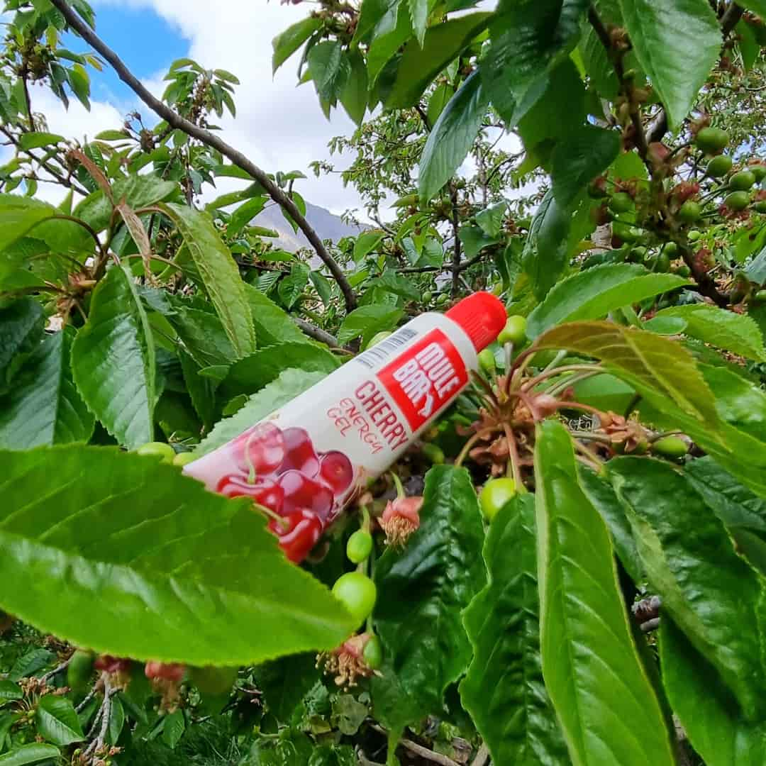 Gel énergétique antioxydant Mulebar cerise dans un cerisier